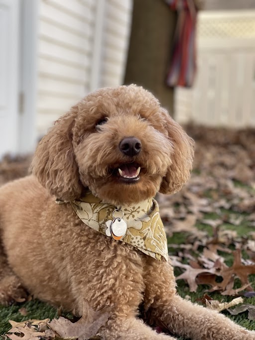 dog bandana pattern